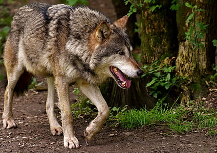 wolf walking in forest thumbnail