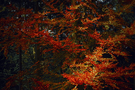 nature, forest, trees, leaves thumbnail