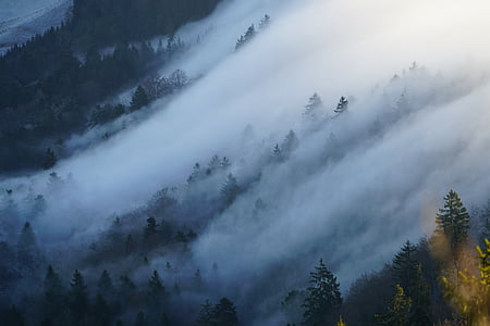 fog clouds surrounded by pine trees thumbnail