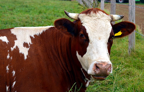 brown dairy cow on green grass field thumbnail