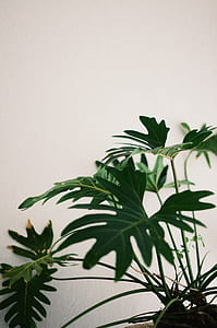 green leafed plant closeup photo thumbnail