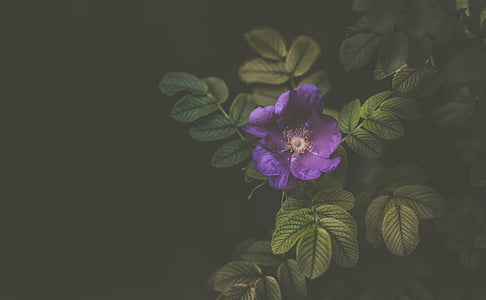 close up photo of purple petaled flowering plant thumbnail