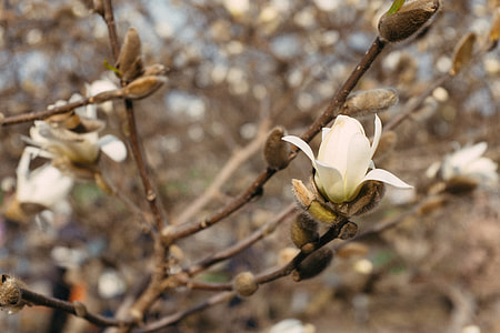 Blooming magnolia thumbnail