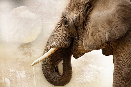 adult elephant painting thumbnail