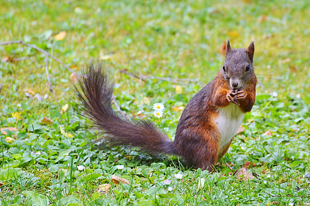 brown and white squirrel thumbnail