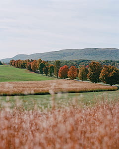 green and red leafed trees during daytime thumbnail