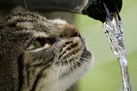 grey cat and water time lapse photography thumbnail