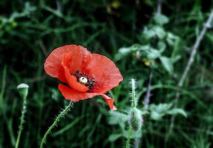 close-up of red poppy flower in bloom thumbnail