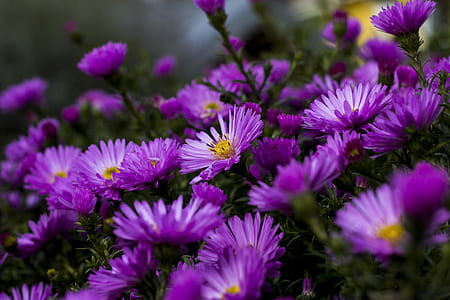 field, flowers, summer, sun thumbnail