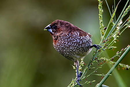 brown and gray bird on top of flower stem thumbnail