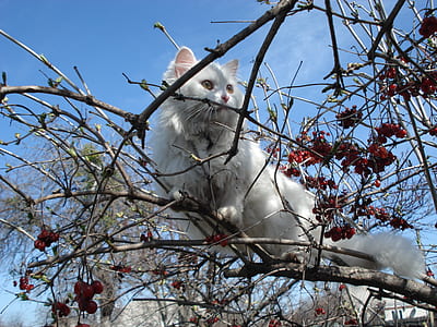 white cat on tree thumbnail