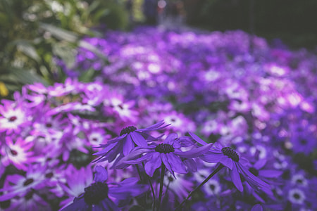 purple-and-white cineraria flowers in bloom thumbnail