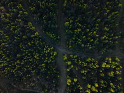 aerial photography of road and forest thumbnail