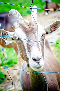Domestic Goat, Horns thumbnail