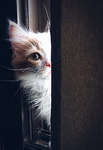 Close-up of Cat thumbnail