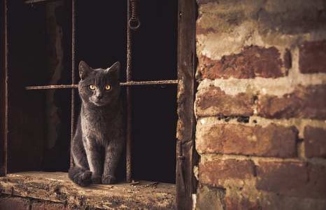 gray cat on window frame thumbnail