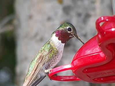 selective focus photography of green and white hummingbird perched on red plastic stand thumbnail