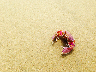 red crab on brown sand thumbnail