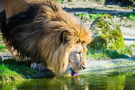 lion drinking water on river thumbnail