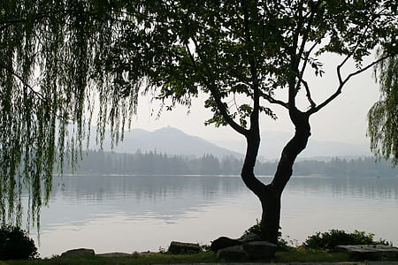 silhouette of tree near body of water thumbnail
