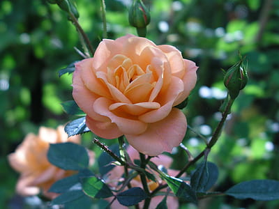 selective focus photography of beige rose at daytime thumbnail