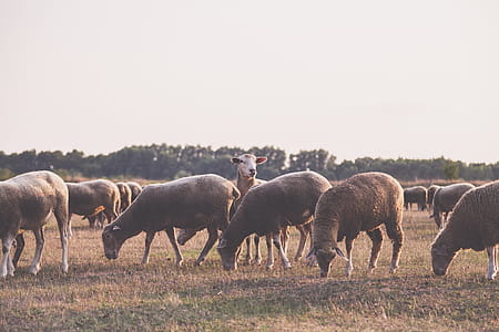 Herd of Sheep thumbnail
