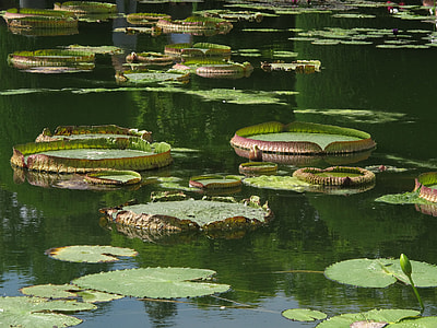 Water Lily, Giant Water Lily thumbnail