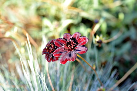 red petaled flowers in closeup photography thumbnail
