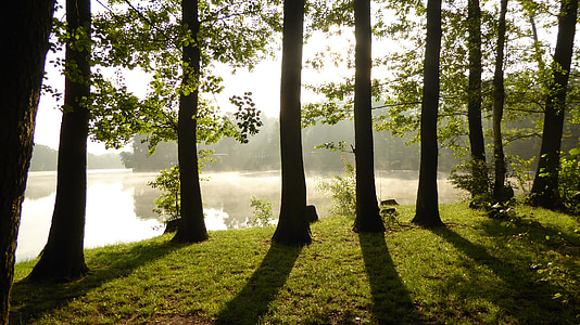 tall tress near body of water at day time thumbnail
