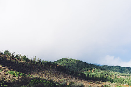 hill with trees  under white sky during daytime thumbnail
