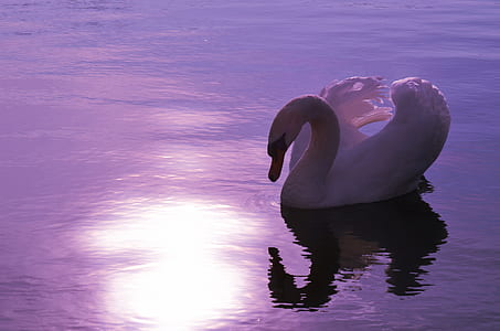 closeup photo of white duck thumbnail