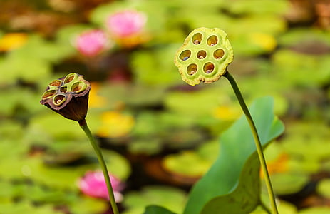 selective focus photography of two green and maroon flowers thumbnail