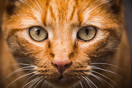 animal, pet, kitten, cat thumbnail