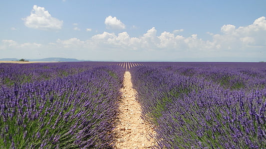 widescreen photography of bed of lavender flower thumbnail