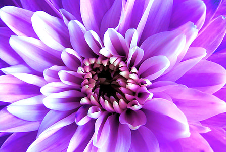 purple dahlia flower macro photography thumbnail