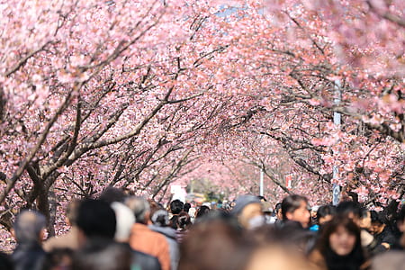 pink tree thumbnail