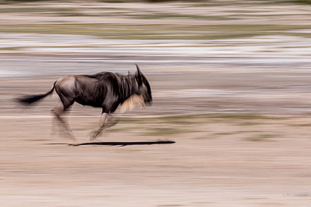 time lapse photography of goat running thumbnail