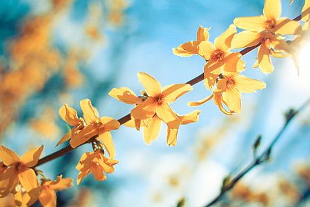 yellow flowering tree thumbnail