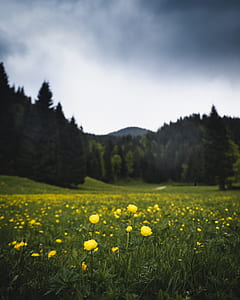 selective focus photography of yellow petaled flower field thumbnail