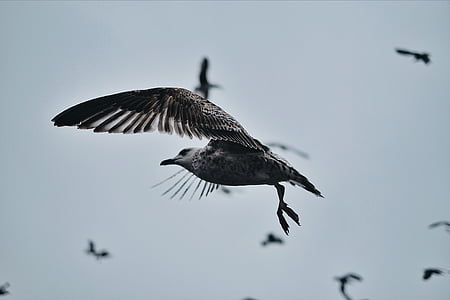 selective focus photography of bird flying in the air thumbnail