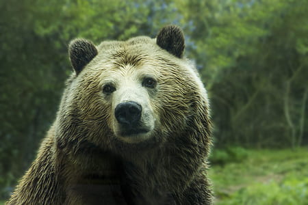 grizzly bear thumbnail