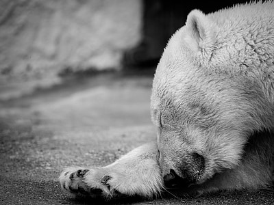 grayscale photo of polar bear on sand thumbnail
