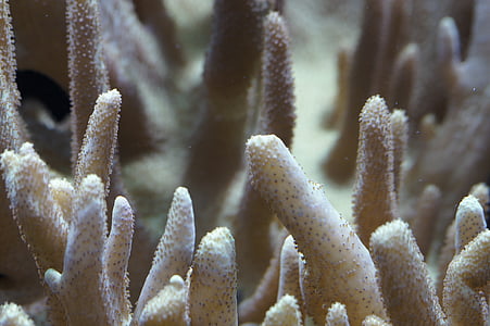 closeup photography of white coral reefs thumbnail