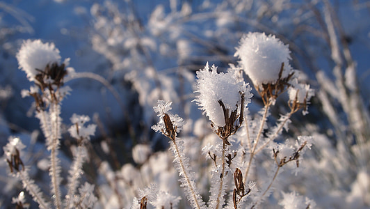 flower covered with snow in shallow focus photography thumbnail