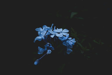 blue petaled flower closeup photography thumbnail
