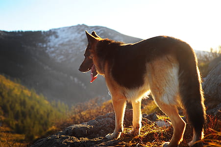 adult black and tan German shepherd standing on high ground during sunrise thumbnail