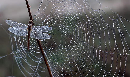 blur, dew, wet, drops thumbnail