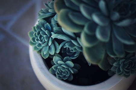 green leafed plant in white pot thumbnail