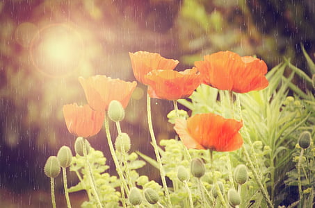 orange petaled flowers thumbnail