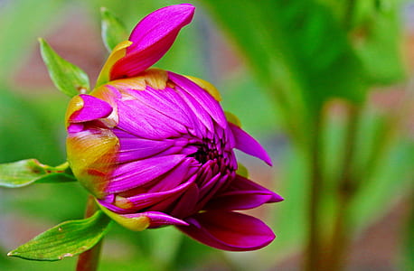 shallow focus photography of pink flower thumbnail